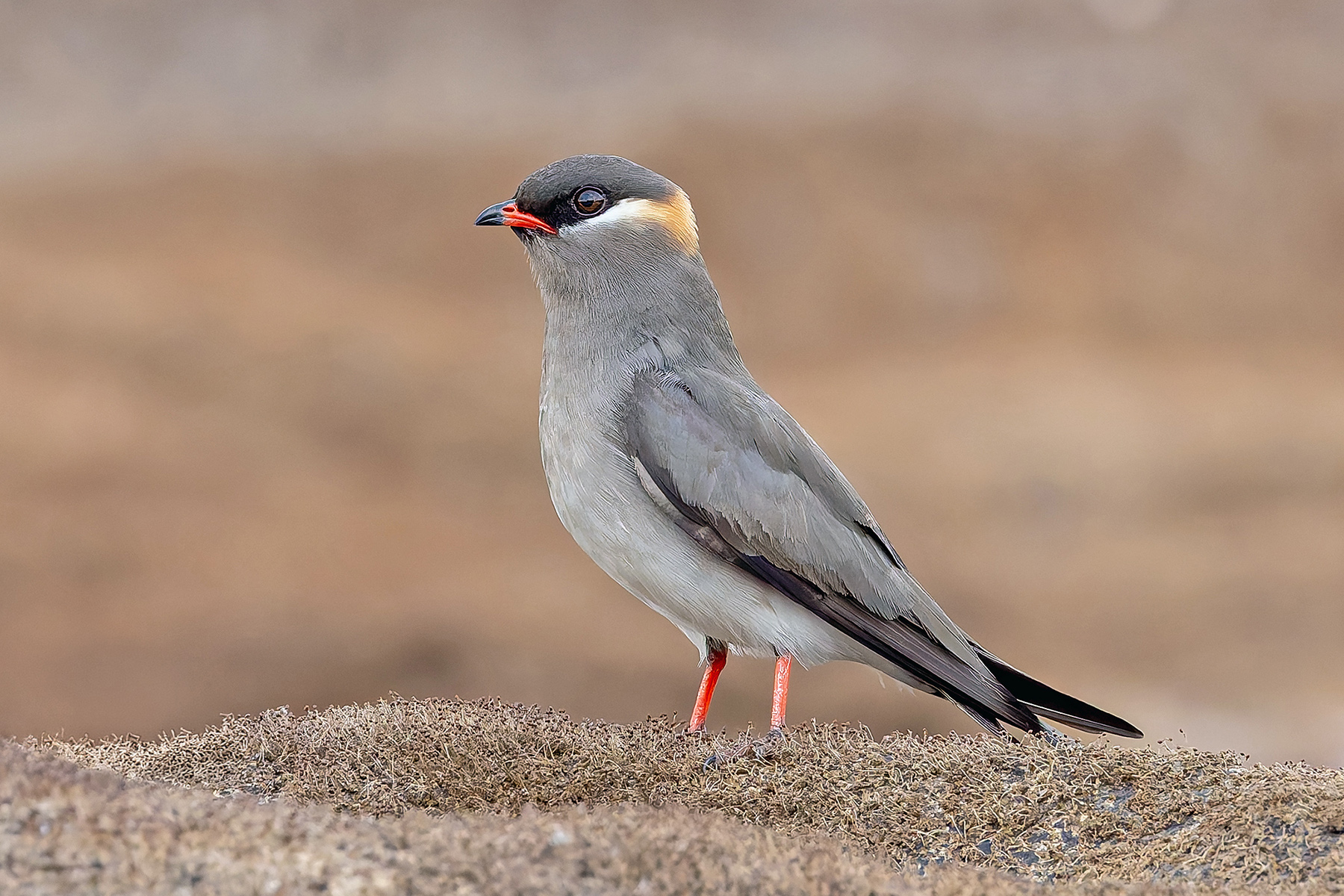 Rock Pratincole (image by Pete Morris)