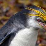 Royal Penguin (image by Nik Borrow)