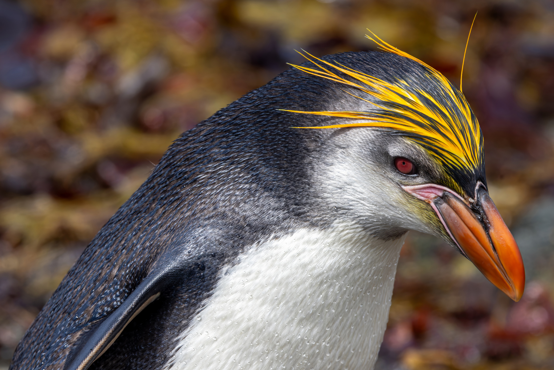 Royal Penguin (image by Nik Borrow)