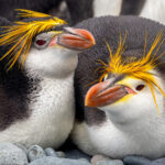 Royal Penguins (image by Nik Borrow)