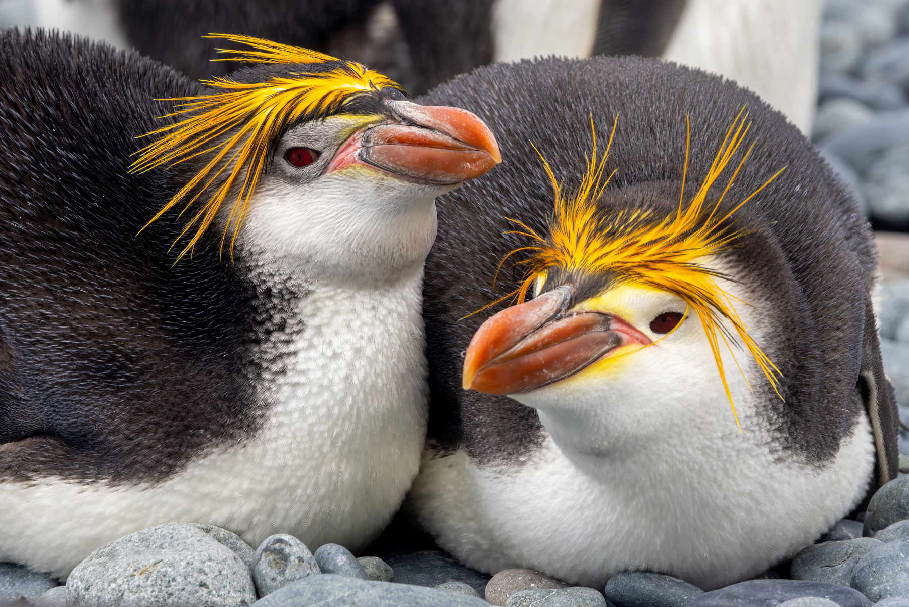 Royal Penguins (image by Nik Borrow)