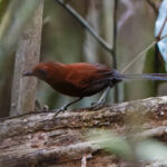 Ruddy Spinetail (image by Leo Garrigues)