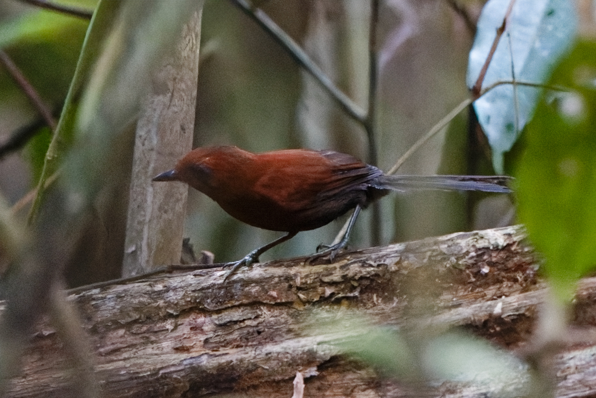 Ruddy Spinetail (image by Leo Garrigues)