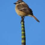 Rufescent Flycatcher (image by Mark Pearman)