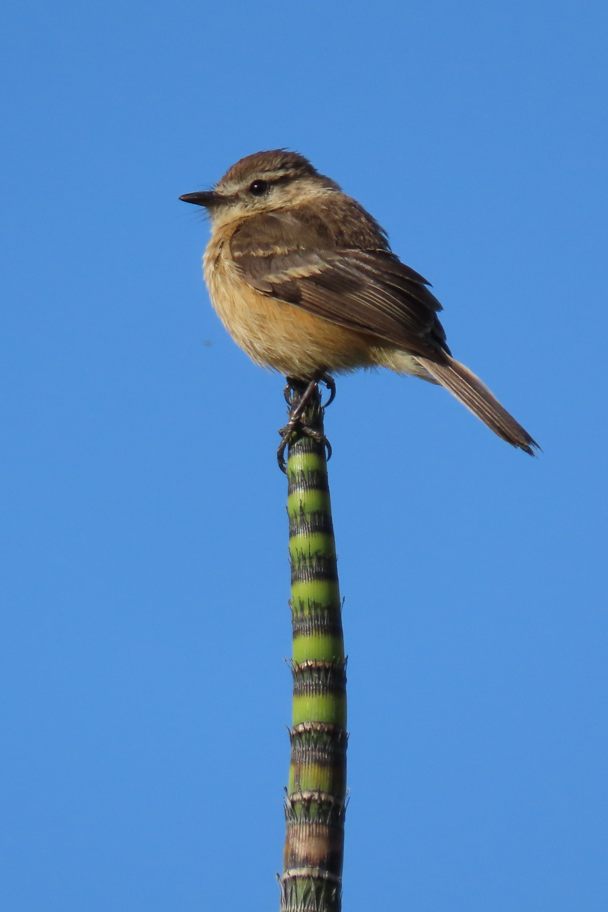 Rufescent Flycatcher (image by Mark Pearman)