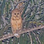 Rufous Fishing Owl (image by Pete Morris)