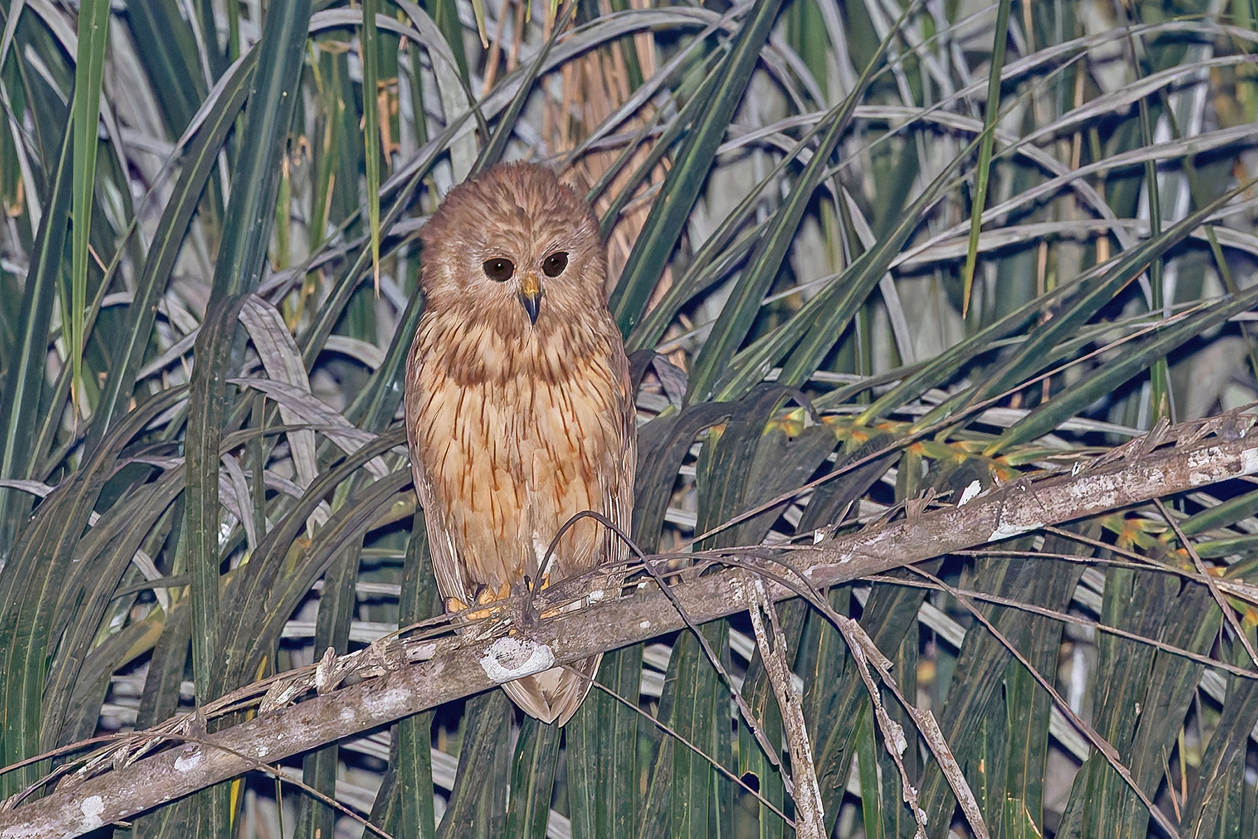 Rufous Fishing Owl (image by Pete Morris)
