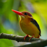 Rufous-backed Dwarf Kingfisher (image by Andre Ambrose D'Penha)