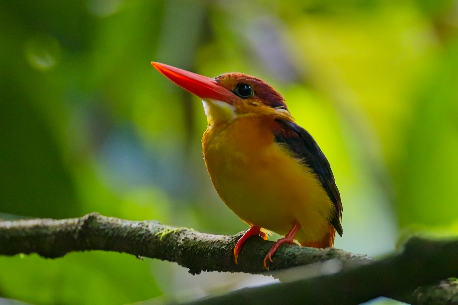 Rufous-backed Dwarf Kingfisher (image by Andre Ambrose D'Penha)