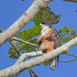 Rufous-bellied Eagle (image by Andre Ambrose D'Penha)