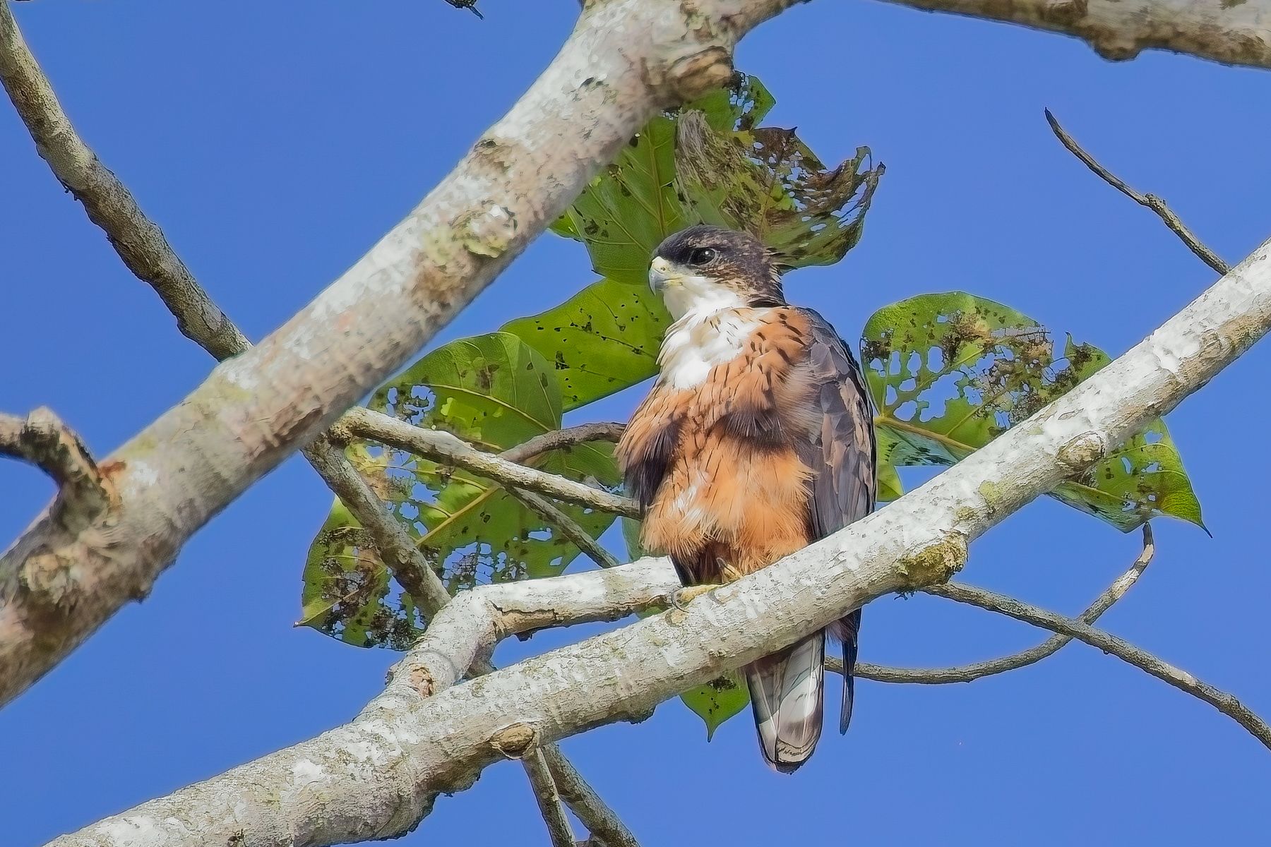 Rufous-bellied Eagle (image by Andre Ambrose D'Penha)