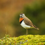 Rufous-chested Dotterel (image by Mark Pearman)