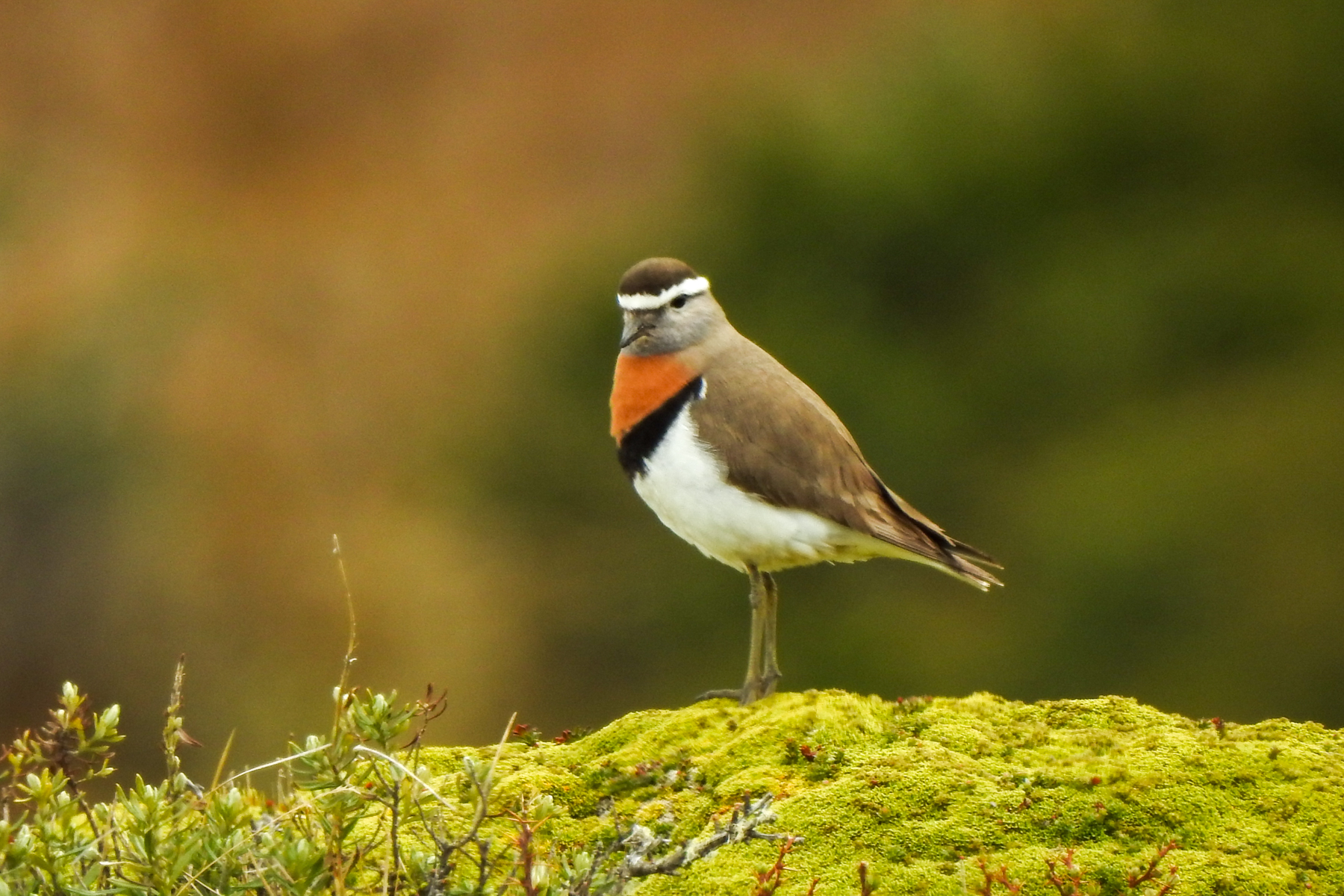 Rufous-chested Dotterel (image by Mark Pearman)