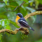 Rufous-chested Flycatcher (image by Andre Ambrose D'Penha)