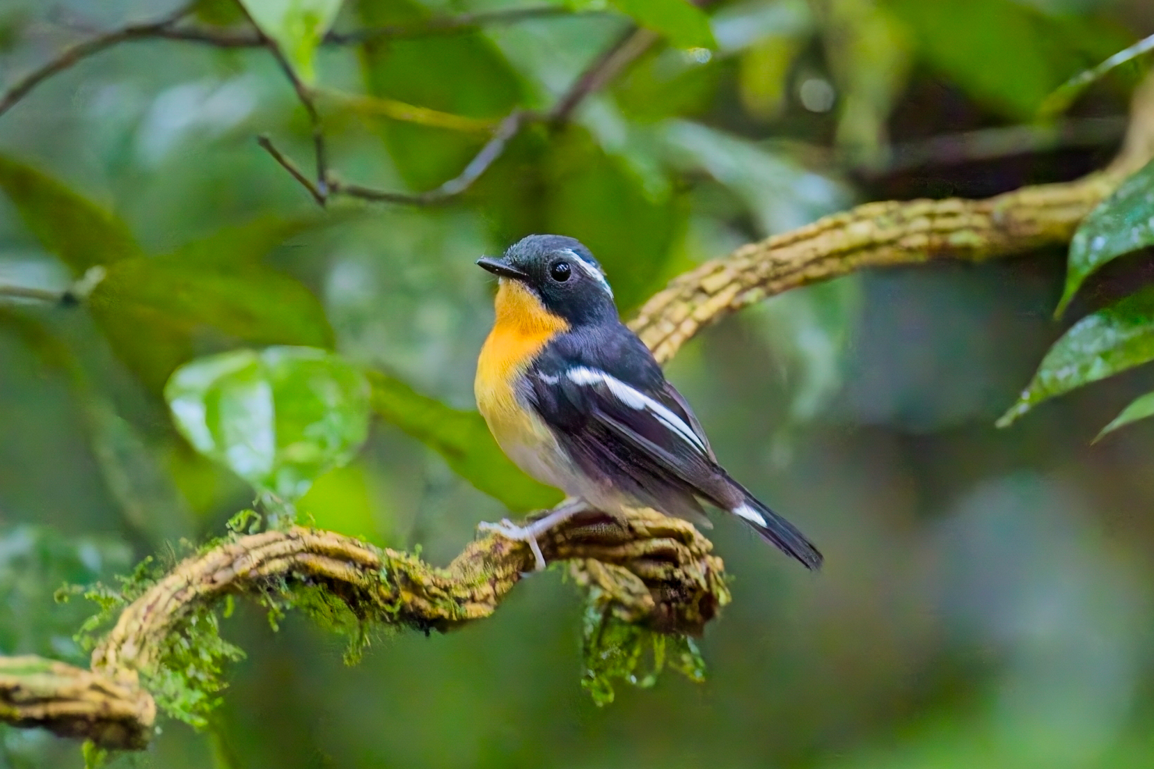 Rufous-chested Flycatcher (image by Andre Ambrose D'Penha)
