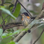 Rufous-sided Broadbill (image by Pete Morris)