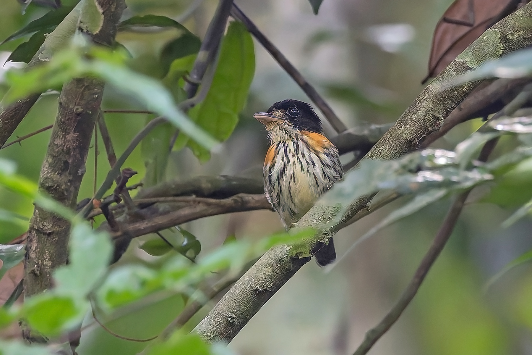 Rufous-sided Broadbill (image by Pete Morris)