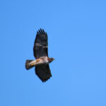 Rufous-tailed Hawk (image by Mark Pearman)