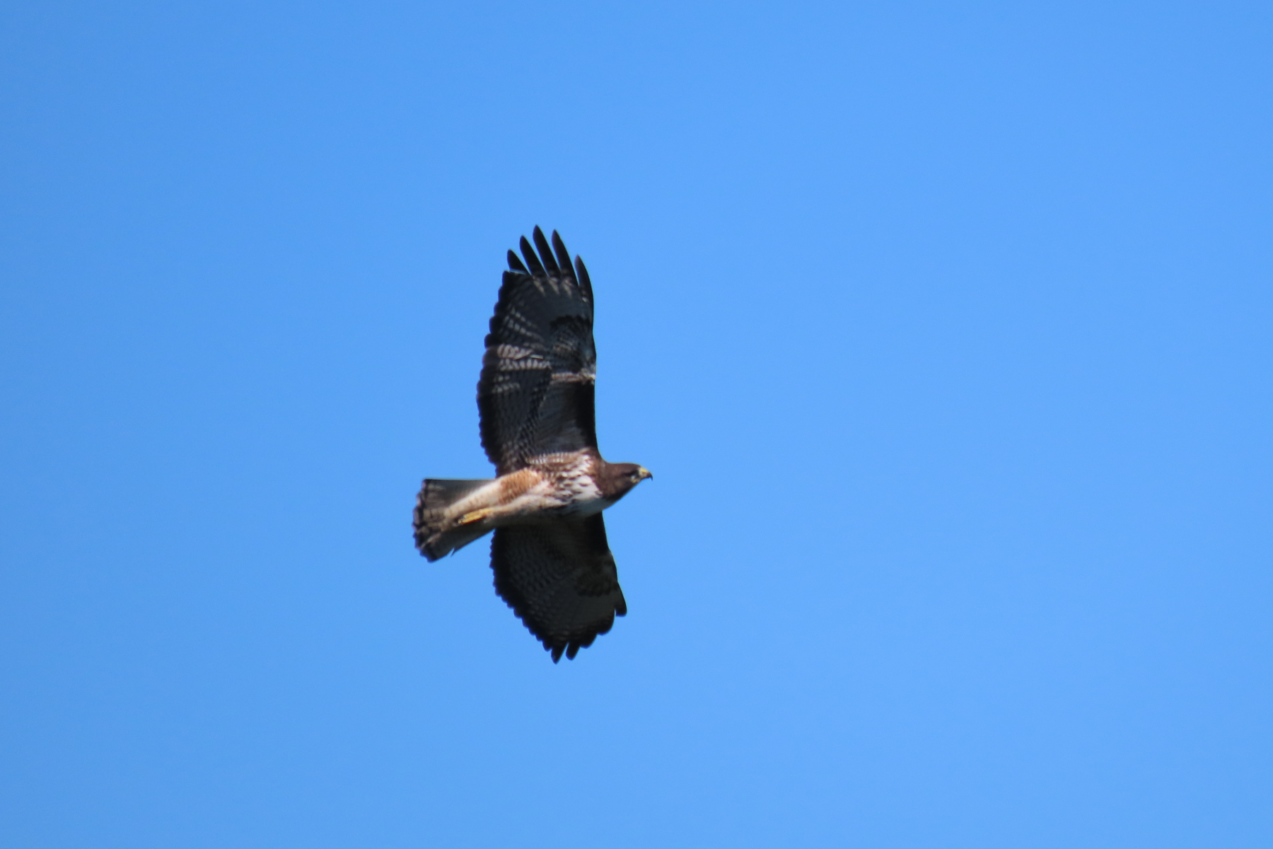 Rufous-tailed Hawk (image by Mark Pearman)