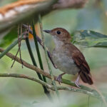 Rufous-winged Illadopsis (image by Pete Morris)