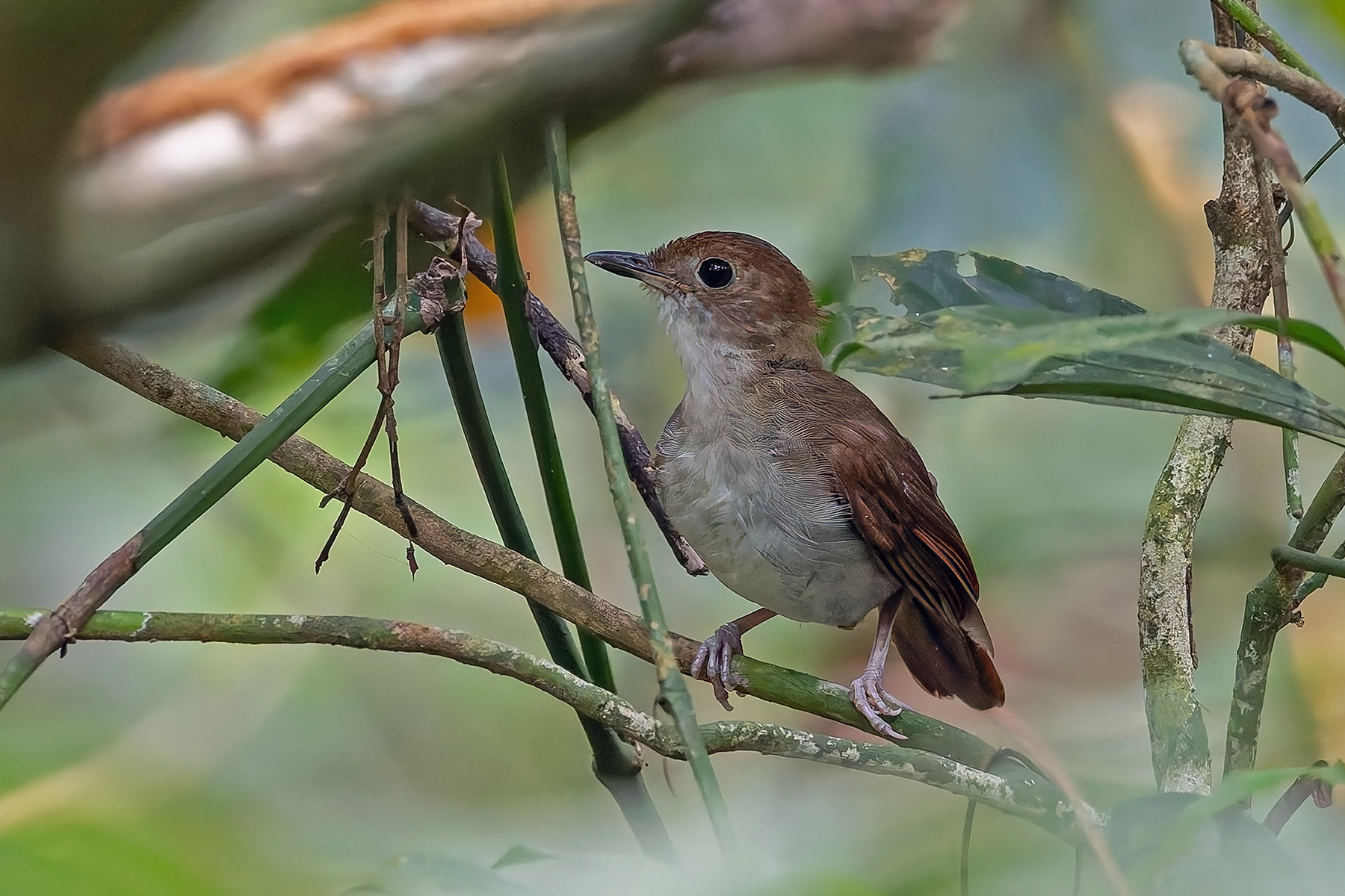 Rufous-winged Illadopsis (image by Pete Morris)