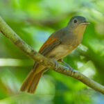 Rufous-winged Philentoma (image by Andre Ambrose D'Penha)