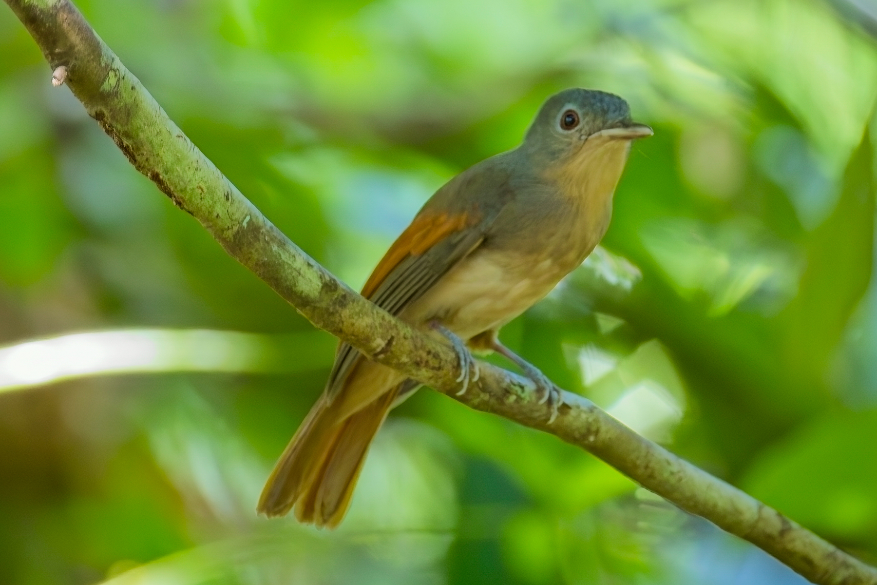 Rufous-winged Philentoma (image by Andre Ambrose D'Penha)