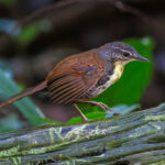 Rusty-belted Tapaculo (image by Leo Garrigues)