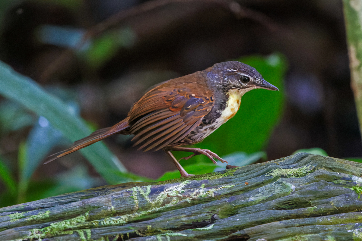 Rusty-belted Tapaculo (image by Leo Garrigues)