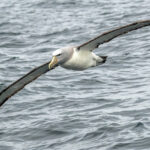 Salvin's Albatross (image by Loukia Triantafyllis)