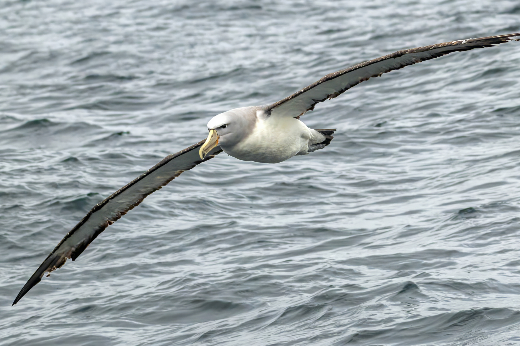 Salvin's Albatross (image by Loukia Triantafyllis)