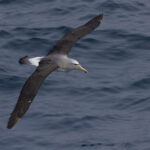 Salvin's Albatross (image by Nik Borrow)