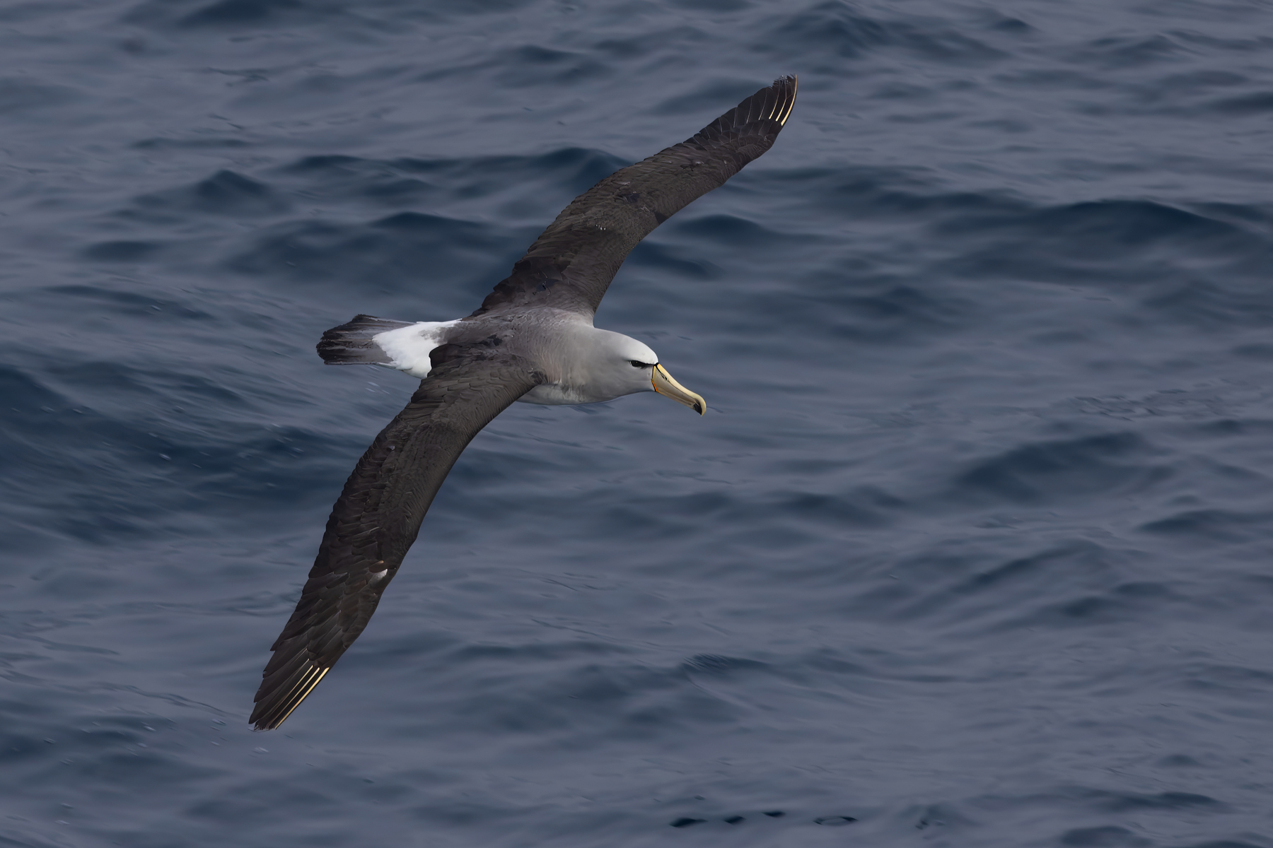 Salvin's Albatross (image by Nik Borrow)