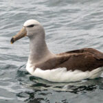 Salvin's Albatross (image by Loukia Triantafyllis)