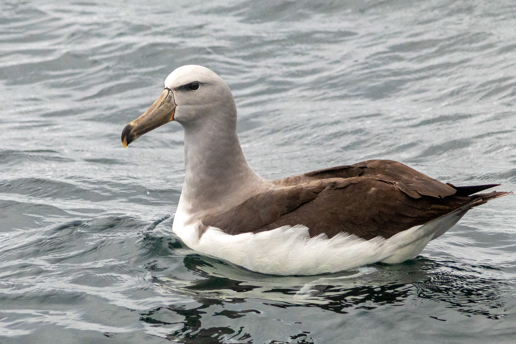 Salvin's Albatross (image by Loukia Triantafyllis)