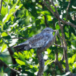 Sand-colored Nighthawk (image by Leo Garrigues)