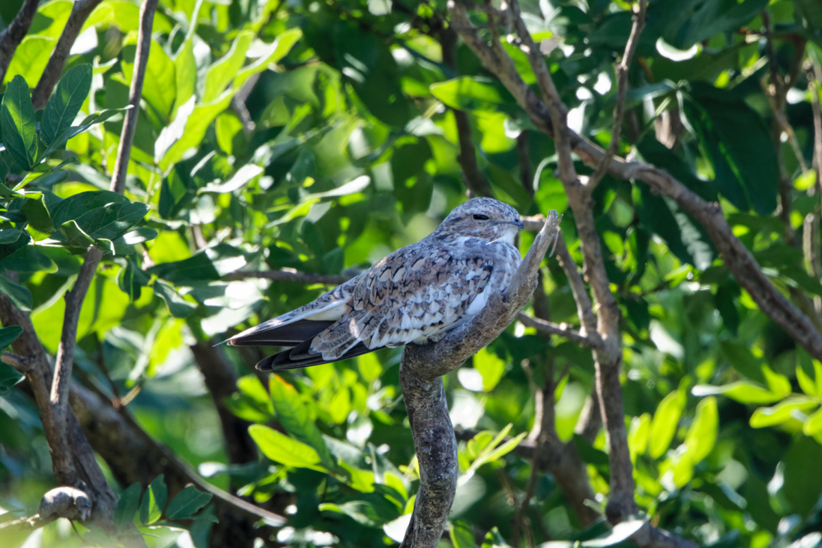 Sand-colored Nighthawk (image by Leo Garrigues)