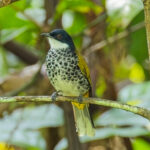 Scaly-breasted Bulbul (image by Andre Ambrose D'Penha)