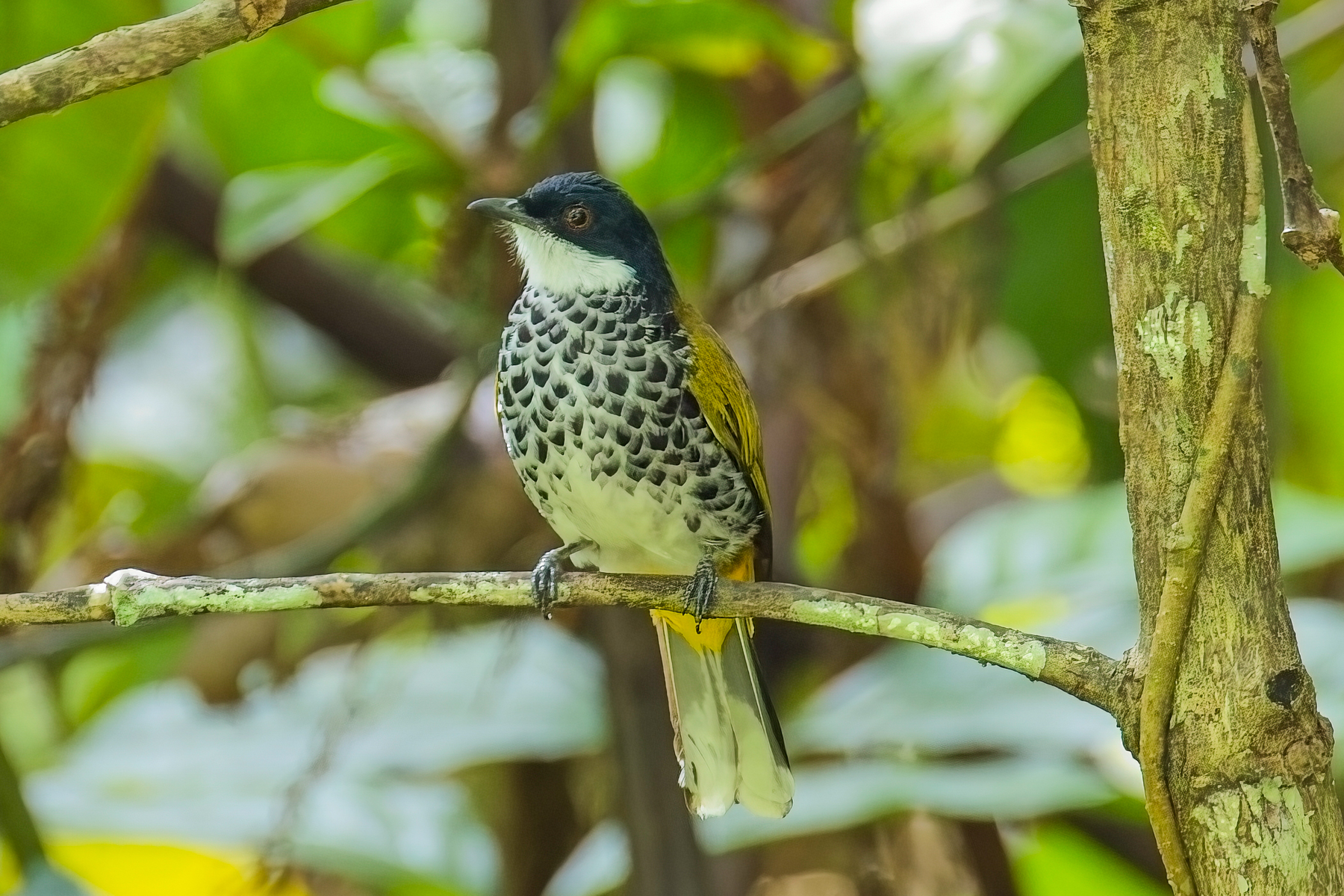 Scaly-breasted Bulbul (image by Andre Ambrose D'Penha)