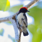 Scarlet-backed Flowerpecker (image by Andre Ambrose D'Penha)
