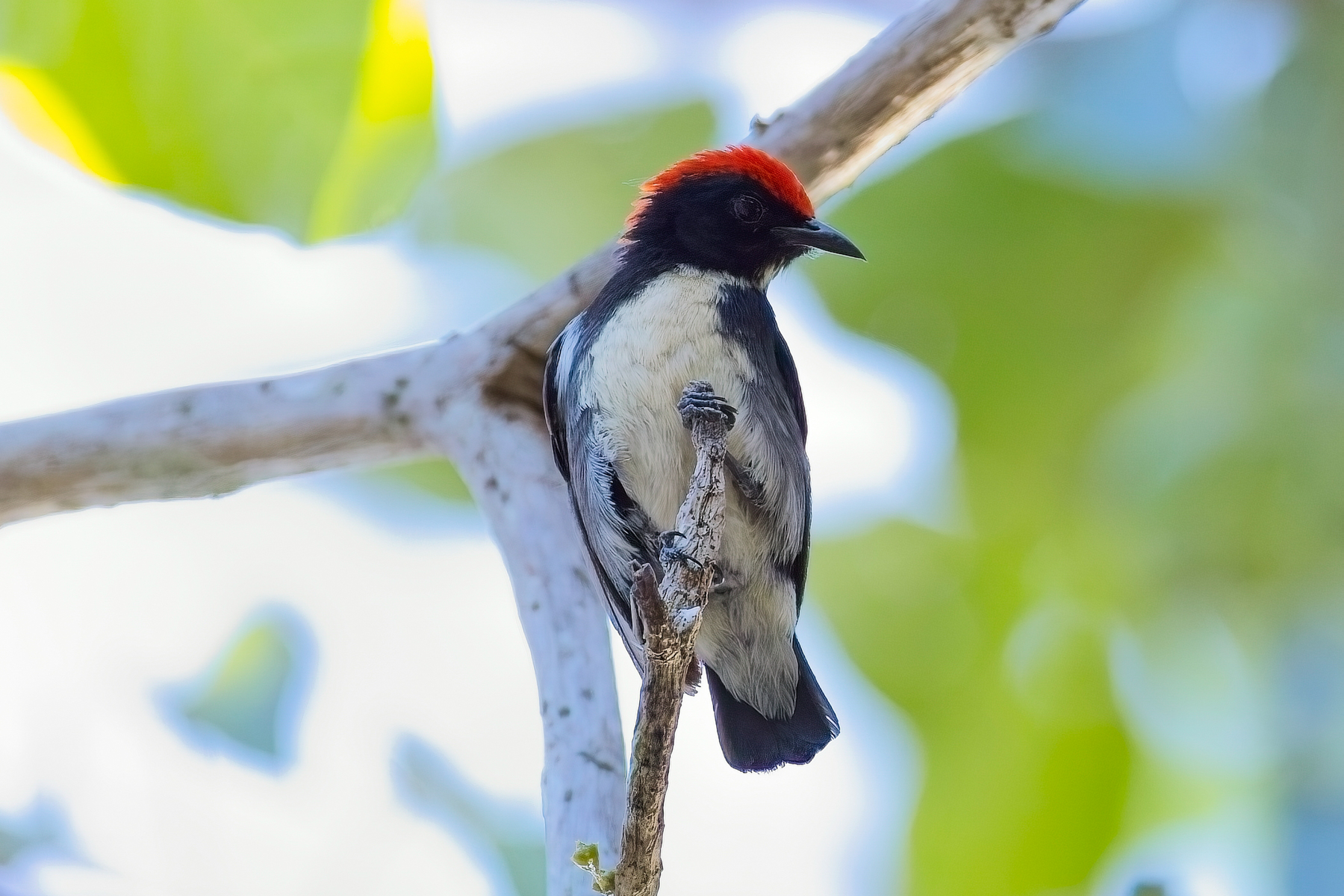 Scarlet-backed Flowerpecker (image by Andre Ambrose D'Penha)