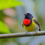 Scarlet-breasted Flowerpecker (image by Andre Ambrose D'Penha)