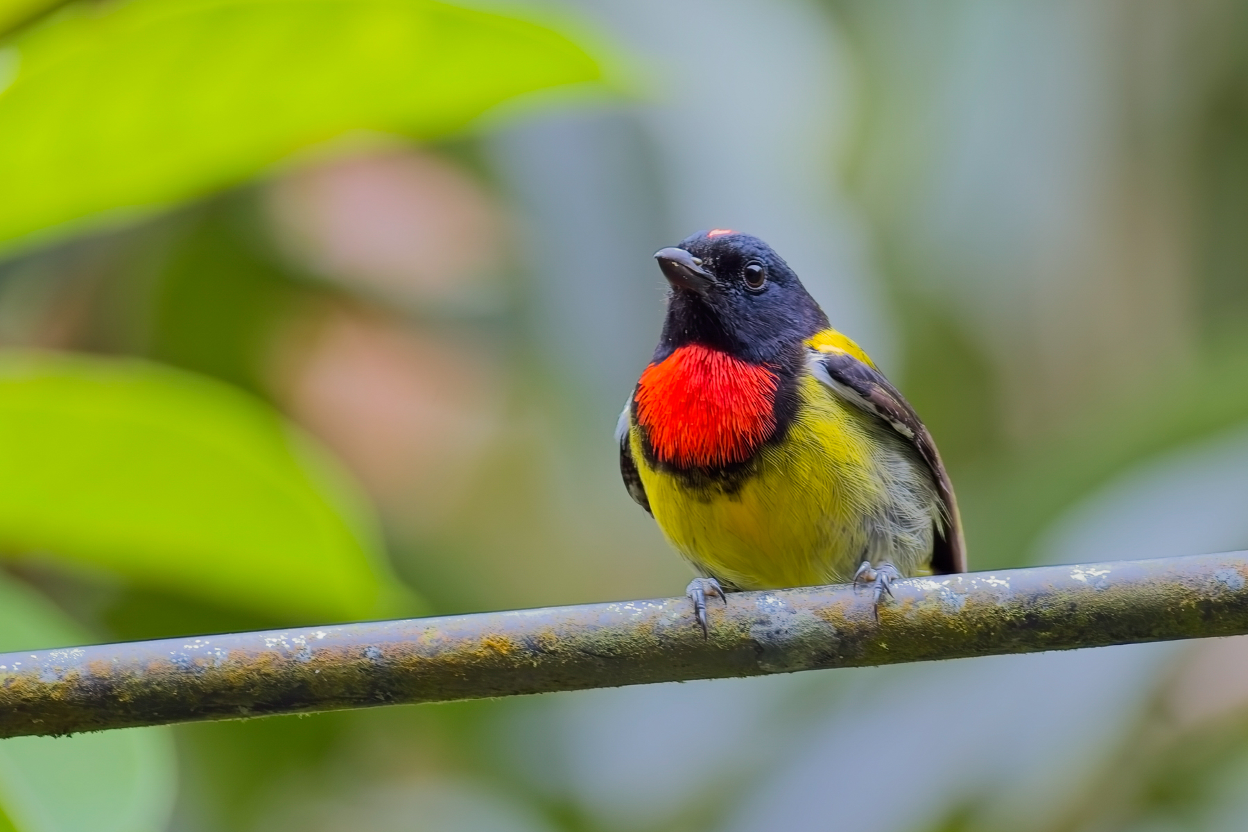 Scarlet-breasted Flowerpecker (image by Andre Ambrose D'Penha)