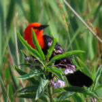 Scarlet-headed Blackbird (image by Mark Pearman)