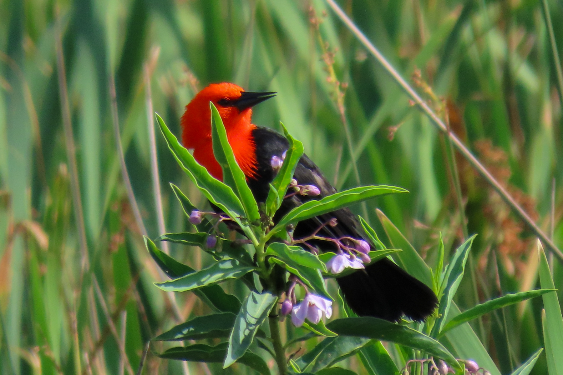 Scarlet-headed Blackbird (image by Mark Pearman)