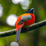 Scarlet-rumped Trogon (image by Andre Ambrose D'Penha)