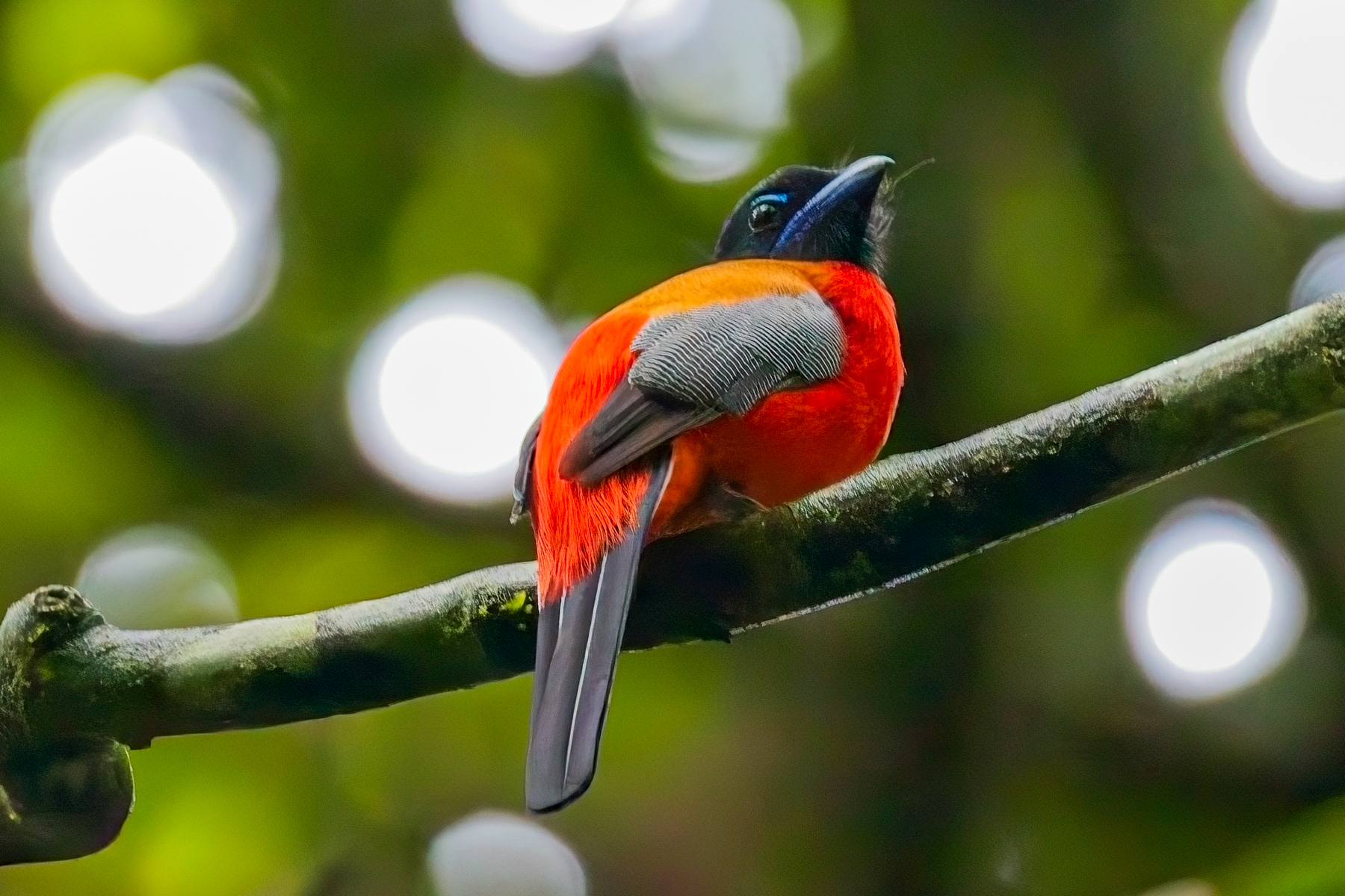 Scarlet-rumped Trogon (image by Andre Ambrose D'Penha)