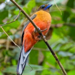 Scarlet-rumped Trogon (image by Andre Ambrose D'Penha)