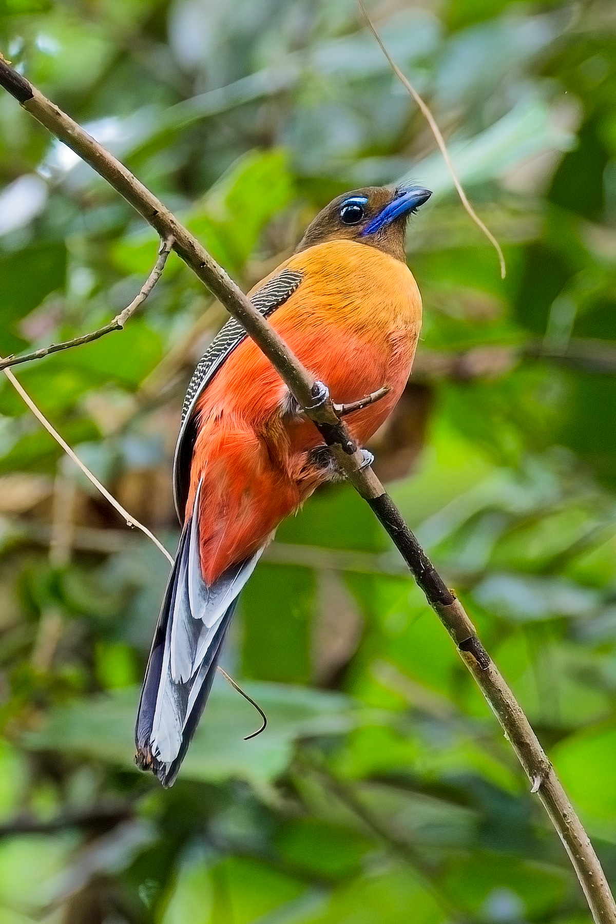 Scarlet-rumped Trogon (image by Andre Ambrose D'Penha)