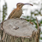 Scimitar-billed Woodcreeper (image by Loukia Triantafyllis)